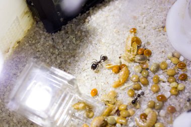 Karıncalar formikaride yapıcı yapıyı kapatır