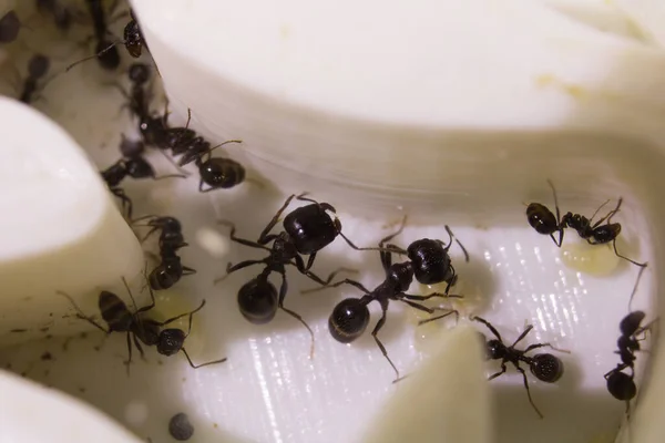 Ants Messor Structor Una Formicaria Cerca — Foto de Stock
