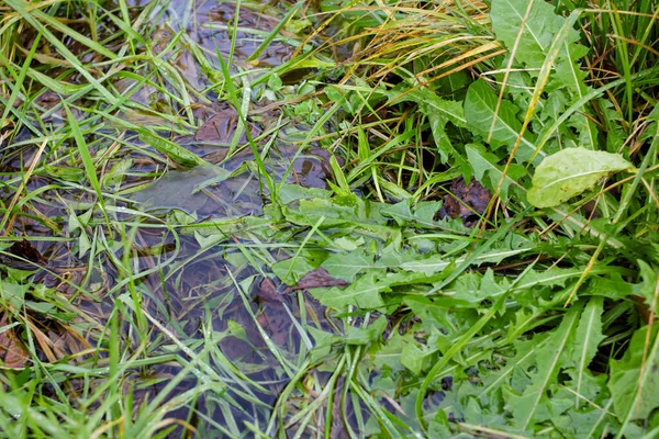 緑の草は水溜りの中に残る — ストック写真