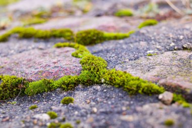 Gri taşların üzerindeki yeşil yosunlar Yaklaş