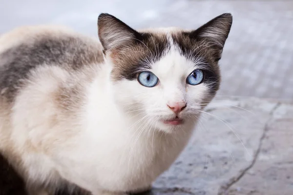 Bílá Kočka Modrýma Očima Zblízka Portrét — Stock fotografie