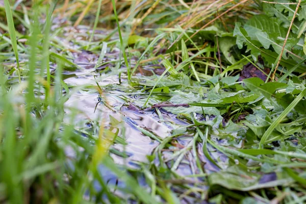 緑の草は水溜りの中に残る — ストック写真