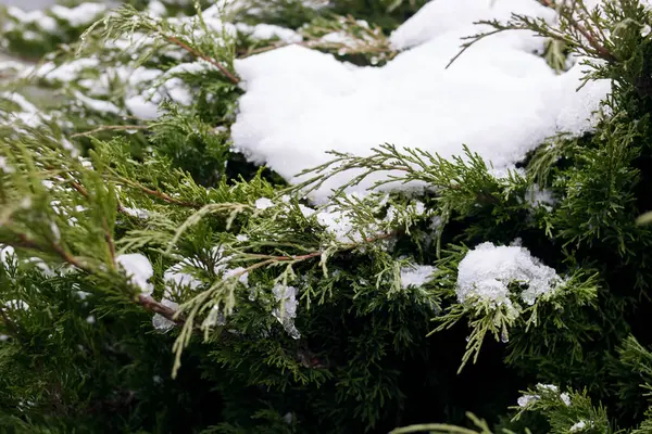 Neige Sur Les Branches Vertes Buisson Sempervirent — Photo