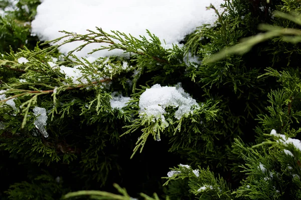 Neige sur les branches vertes du buisson sempervirent — Photo