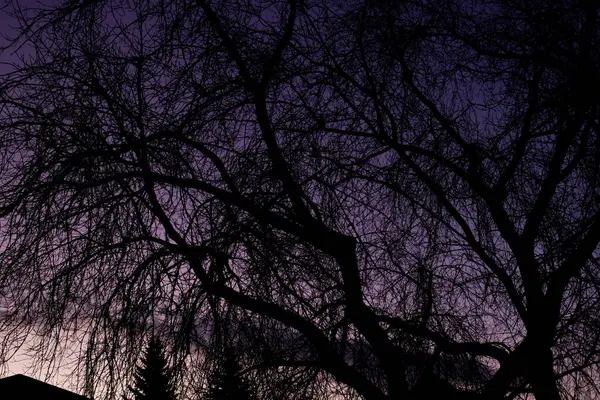 Árvore Ramos Contra Fundo Madrugada Perto — Fotografia de Stock