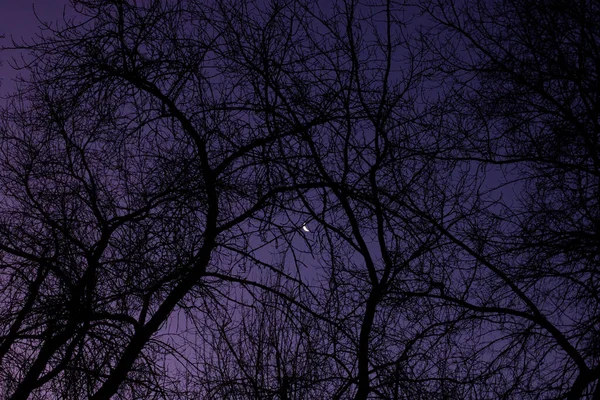 黑暗的天空和月亮背景下的树枝 — 图库照片