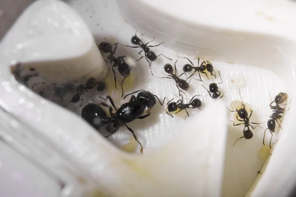 Ants Messor Structor Una Formicaria Cerca — Foto de Stock