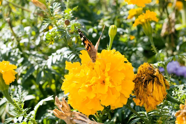 Borboleta Uma Flor Amarela Canteiro Flores — Fotografia de Stock