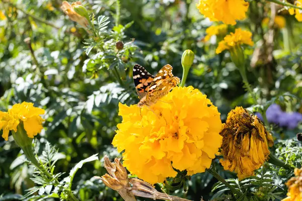 Butterfly Yellow Flower Flower Bed — Stock Photo, Image