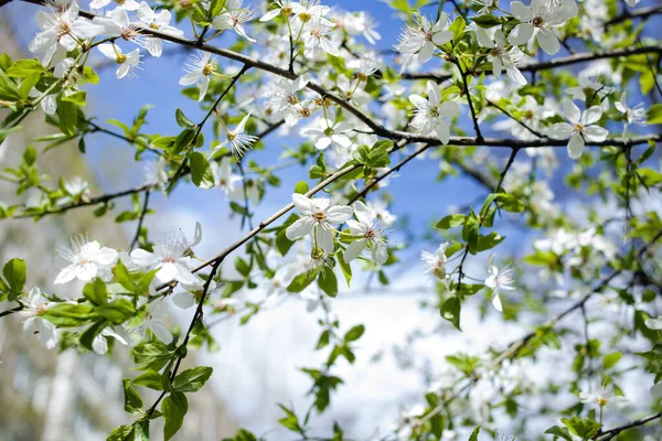 Fleurs de cerisier blanc brillant sur les branches gros plan — Photo