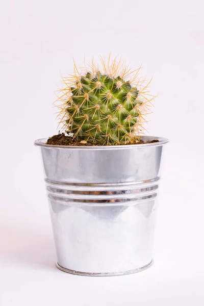 Zielony Kaktus Kształcie Piłki Białym Tle Zbliżenie — Zdjęcie stockowe