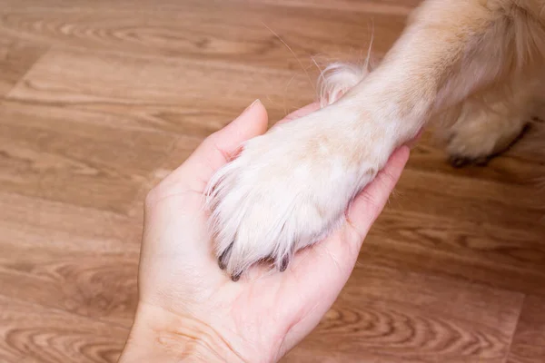 Hondenpoot Menselijke Hand Close Vriendschap Concept — Stockfoto