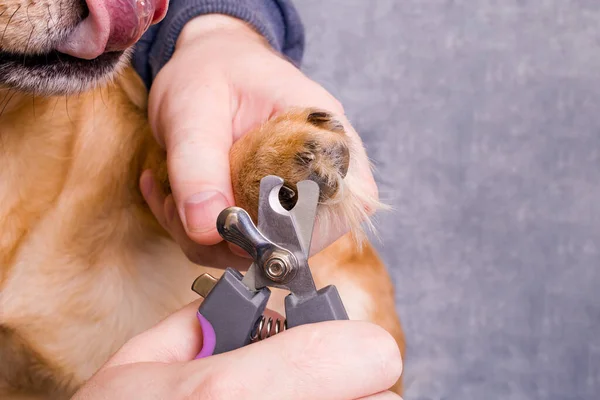 Köpek pençesi gri arkaplanı buduyor