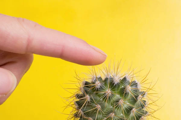 Пальці Кактусі Жовтому Тлі — стокове фото