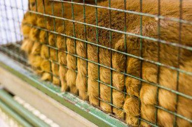 Siyah ve beyaz tavşan bir kafeste