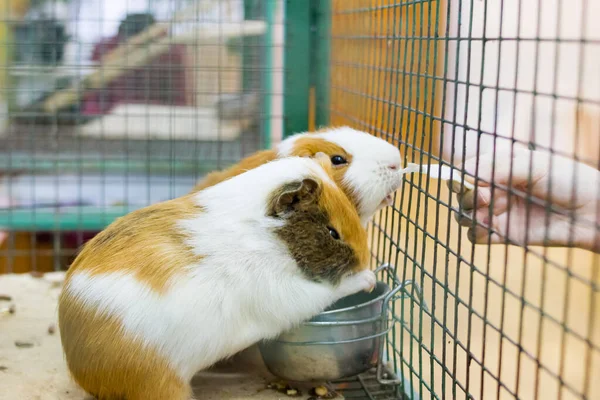Red Guinea Pig Cage Close — Stock Photo, Image