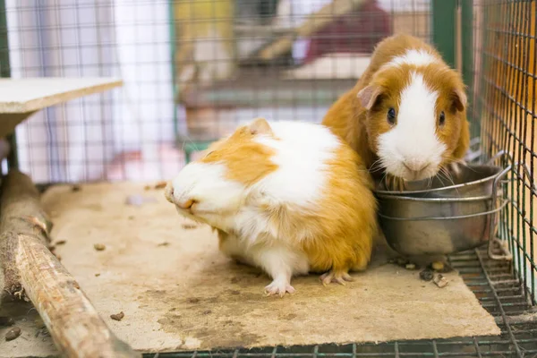 Red Guinea Pig Cage Close — Stock Photo, Image