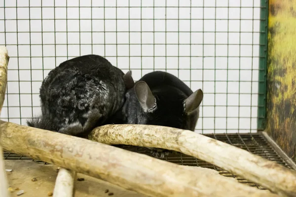 Black White Chinchillas Cage Close — Stock Photo, Image