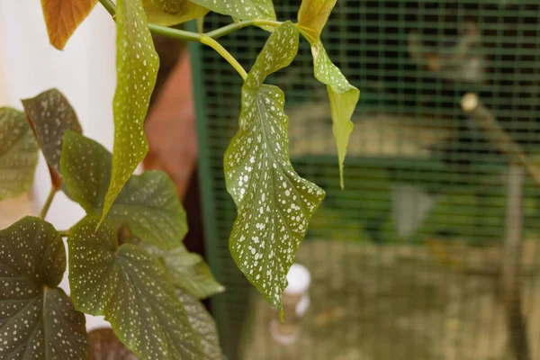 Hojas Verdes Planta Casera Cerca Macrofotografía —  Fotos de Stock