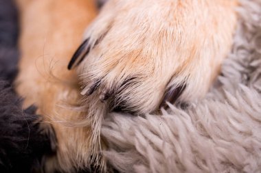 Zencefilli ev köpeğinin pençeleri