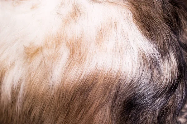 Fekete Fehér Állati Szőrme Közelről Háttér Vagy Textúra — Stock Fotó
