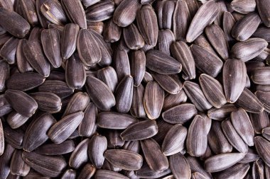 Beyaz arkaplana saçılmış ayçiçeği tohumlarının arkaplanı ya da dokusu