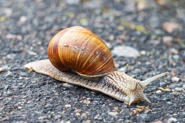 Big Snail Crawling Asphalt Close Macro Photo — Stock Photo, Image