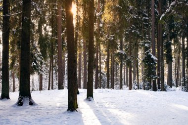 Güneş ışınlarında çam ağacı olan kış ormanı