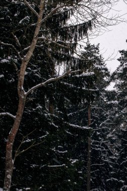 Fırtınada çam ağacı olan kış ormanı