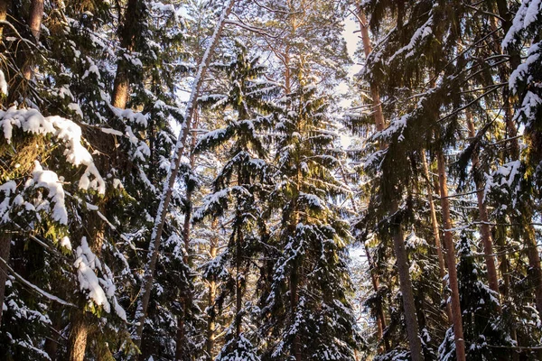 Floresta Inverno Com Pinheiros Raios Sol Perto — Fotografia de Stock