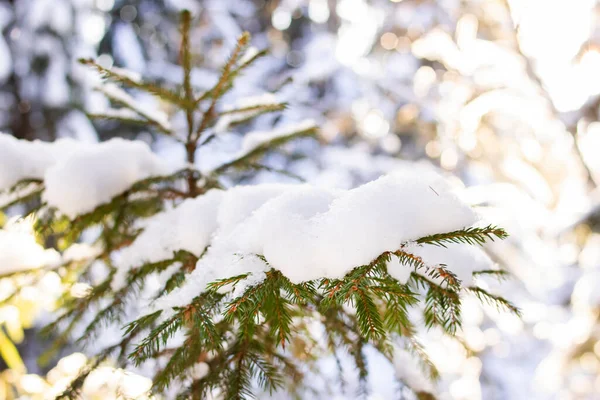 Neige Sur Les Branches Épinette Soleil Close — Photo