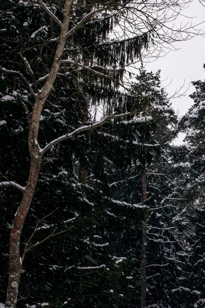 Floresta Inverno Com Pinheiros Tempestade Fechar — Fotografia de Stock