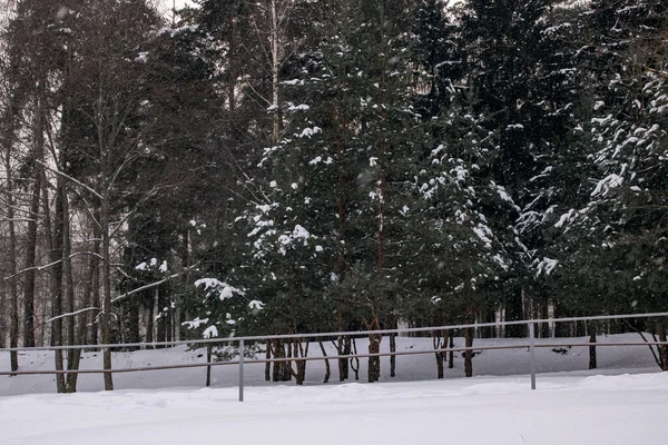 Foresta Invernale Con Pino Tempesta Vicino — Foto Stock