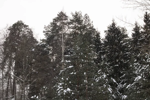 Floresta Inverno Com Pinheiros Tempestade Fechar — Fotografia de Stock