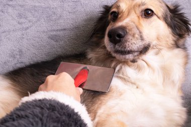 El, köpeğin karnını kaşır. Yakından.