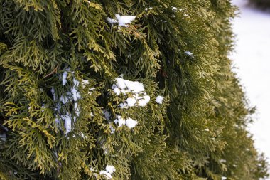 Bereketli thuja dallarında kar var. Yakın plan.