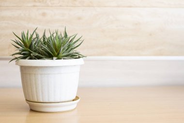 Beyaz saksıdaki yemyeşil bitki. Kapatın, boşluğu kopyalayın.