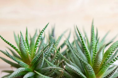Ahşap arka planda yemyeşil bir aloe bitkisi.