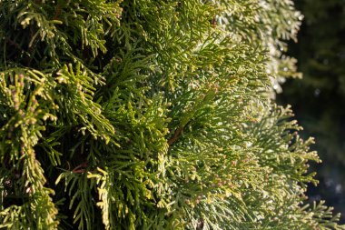 Yeşil thuja dalları yakın plan, arkaplan veya doku