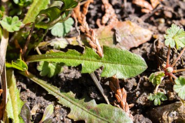 Siyah zeminde yeşil karahindiba yaprakları. Yaklaş.