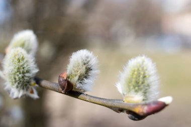 Yumuşak tomurcuklu söğüt dalı