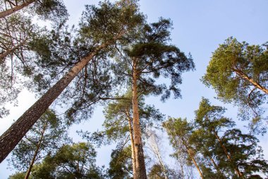Mavi arka planda uzun çamların tepeleri