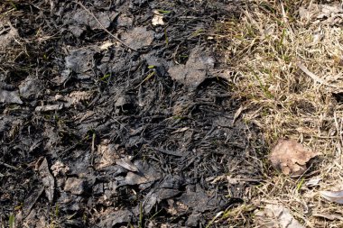 Siyah yanmış çimenler ve yeşil yapraklar yakın