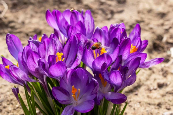 Fioletowe Kwiaty Fioletowej Makro Fotografii Bliska Wiosenna Przyroda — Zdjęcie stockowe