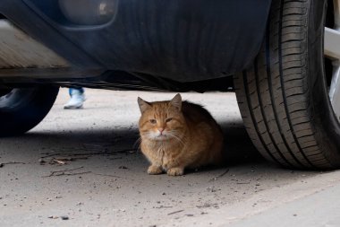 Tekir kedi arabanın altında yatıyor. Direksiyon başına geç.
