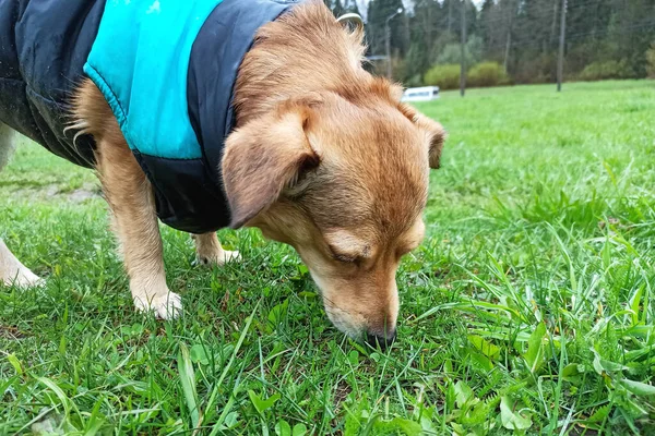 Rudy pies w kurtce wącha trawę — Zdjęcie stockowe