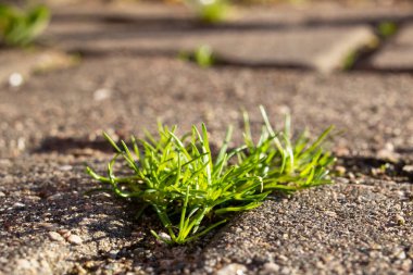 Asfalt döşeme üzerinde yeşil yapraklar.