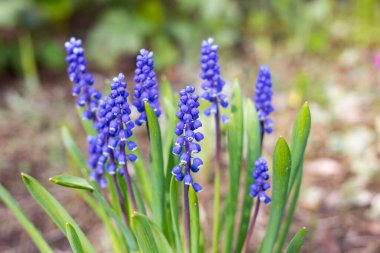 Mor çıngıraklı yılan fiyongu çiçek tarhında