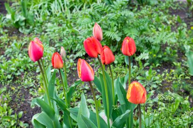 Çiçek tarhında kırmızı laleler. Yaklaş.