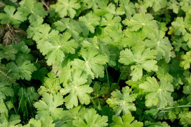 Çalı dallarında genç yeşil yapraklar